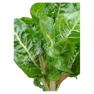 都江堰农家菜园时令蔬菜厚皮菜农家自种自吃蔬牛皮菜一份四斤包邮