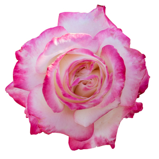 天狼月季 椿风 自育月季玫瑰 多季丰花紧凑直立型灌木月季