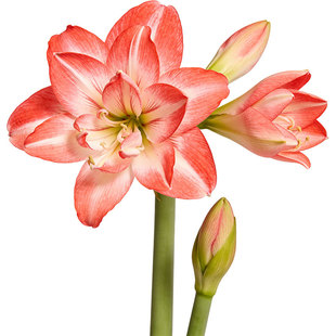 高清金光菊山桃京桃朱顶红花卉鲜花植物海报商用免抠图片喷绘素材