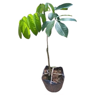 龙宫果树苗嫁接苗龙眼苗龙贡苗龙眼树苗南北方庭院种植当年结果