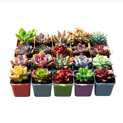 多肉植物组合盆栽套餐盆景满包邮