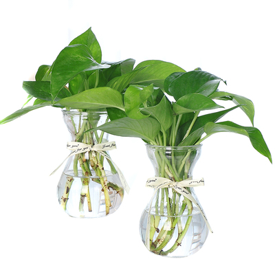 创意玻璃花瓶透明彩色植物水培
