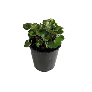 大吴凤草 萤火虫 浮云锦 盆栽 耐热耐寒阴生植物【鲁虹园艺】