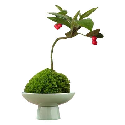 菖蒲盆栽苔藓球微型盆景办公室桌面观叶茶机植物四季常青大小绿植