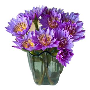 睡莲鲜花花束10枝带花苞水养室内广州睡莲鲜花基地直发批发