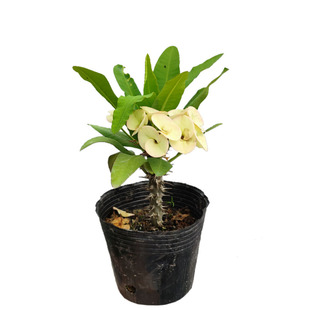 包成活黄色大叶大花虎刺梅盆栽铁海棠稀有品种耐旱耐暴晒四季花卉