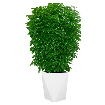 幸福树大型绿植客厅大盆栽