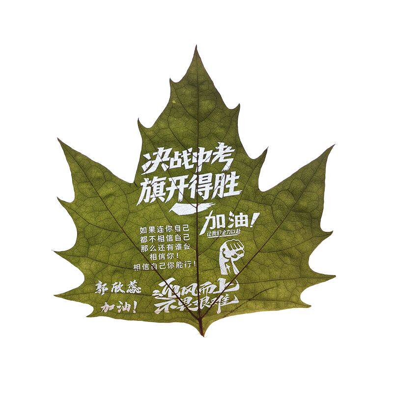 廉洁文化主题活动真树叶清廉政自律准则学生作业叶雕成品来图定制