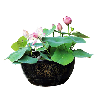 碗莲种藕微小型根茎带芽观赏藕种莲花盆栽水养睡莲水培植物成品苗