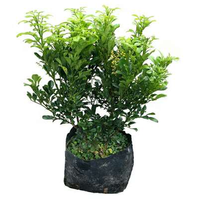 绿植带花苞阳台驱蚊浓香型盆栽