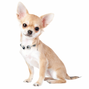 纯种吉娃娃幼犬双血统茶杯犬宠物狗狗活体小狗活物幼崽小型犬