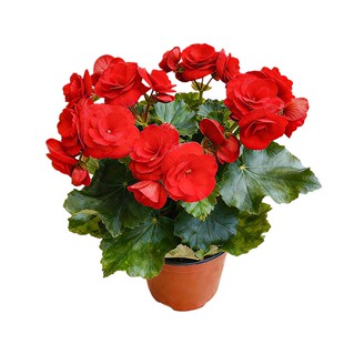 丽格海棠盆栽重瓣大花期带花玫瑰玻璃海棠花苗室内阳台好养活花卉