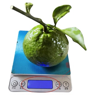 甜的！甜的柠檬！！当年结果甜柠檬树苗嫁接青柠南方北方盆栽地栽