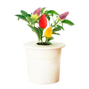 寿禾樟树港辣椒苗秧四季朝天椒秧苗小米椒辣椒苗阳台带土蔬菜苗