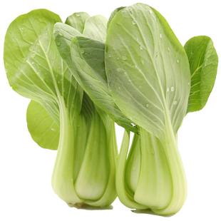 秋冬季白菜春季各种蔬菜种籽适合春天种的菜籽种大全四季种子冬季