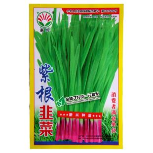 蔬菜种子阳台种菜盆栽紫根韭菜种子四季播割茬韭菜籽营养又好吃