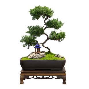 地柏盆景造型老桩植物办公室绿植真柏客厅室内桌面盆栽柏树好养