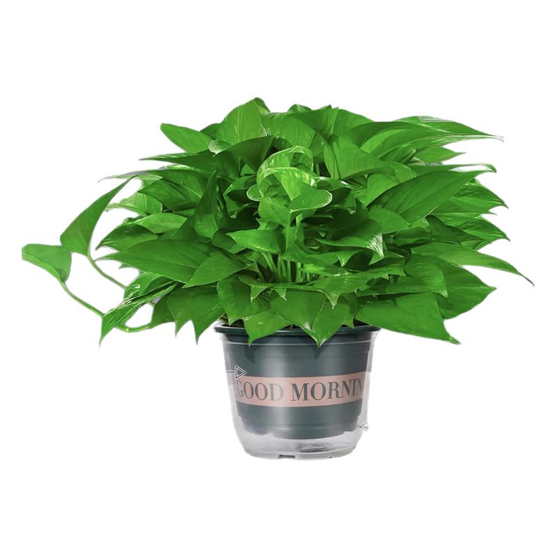 绿萝盆栽室内吸甲醛水培植物工位桌面绿植