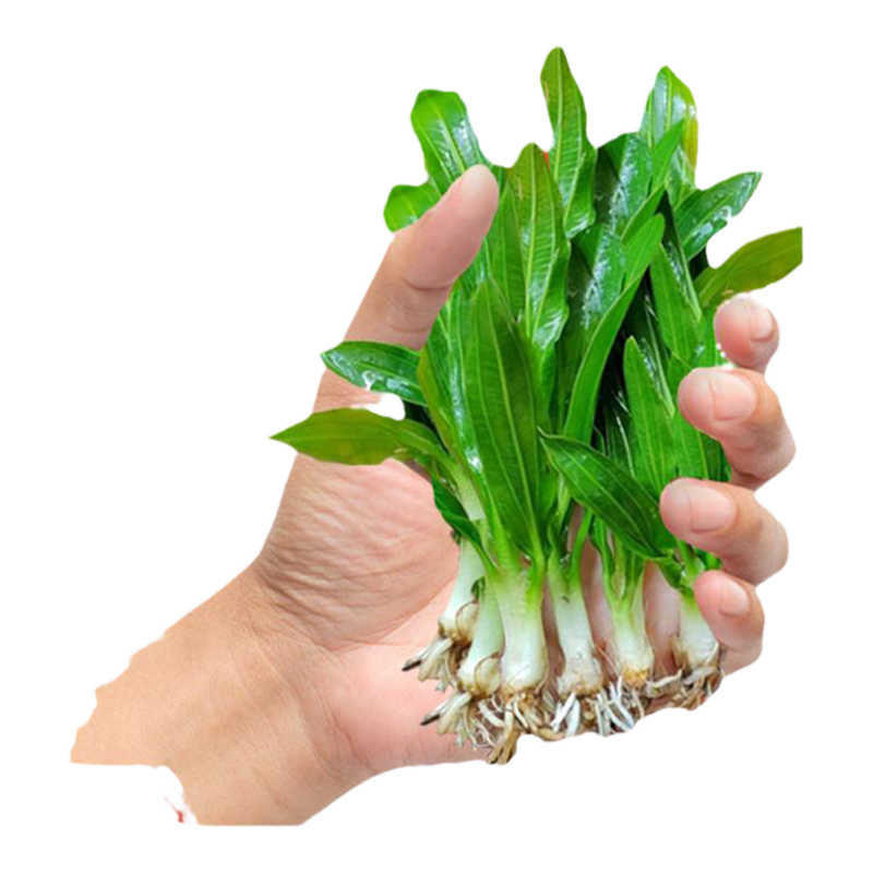 迷你九冠水草养鱼造景植物皇冠草后景阴性好养新手净水增氧好养活