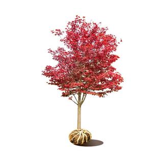 红枫树苗日本红枫红舞姬中国红枫黄金枫庭院别墅道路绿化盆栽