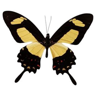 进口秘鲁未展翅原蝶珠铄凤蝶Papilio Torquatus三角袋A1/A-标本