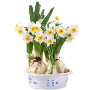 [抢购]正宗漳州水仙花种球重瓣水仙花种子室内水养冬花卉水培盆栽