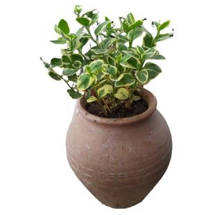 雪莹青叶银边长春藤观叶植物室内桌面阳台垂吊绿植小盆栽吊兰