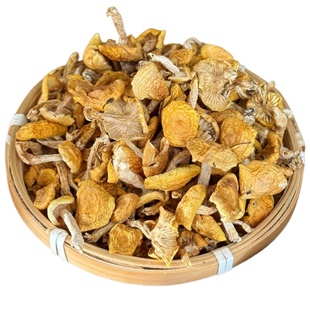 东北野生小黄蘑菇干货黄松蘑黄油蘑菇口感嫩滑煲汤炖鸡干菌菇500g