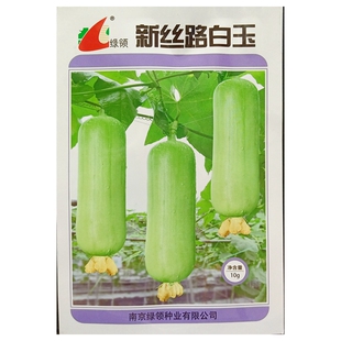 绿领新丝路白玉肉丝瓜种子短型杂交胖丝瓜水瓜种籽春夏10克约80粒