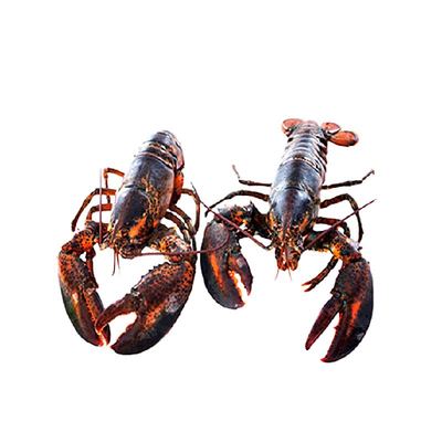 渔传播鲜活速冻波士顿龙虾冷冻