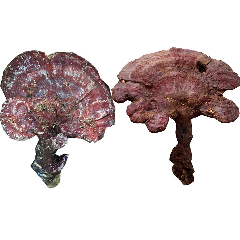 神农架纯野生可切片磨粉赤灵芝
