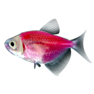 天使鱼 彩色鱼热带鱼观赏鱼淡水 小型鱼活体彩虹鱼灯科鱼好养易活