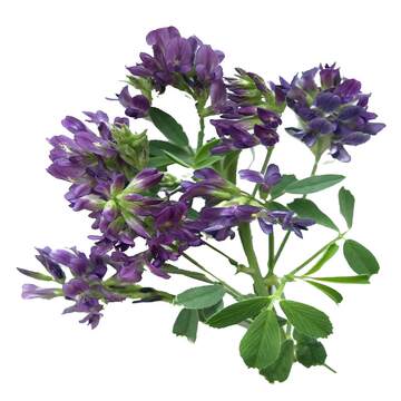 紫花苜蓿草种子多少钱 紫花苜蓿草种子优惠券 爱美日记