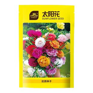 史丹利重瓣太阳花的种子盆栽籽七彩大花特大单瓣四季开花大朵种孑