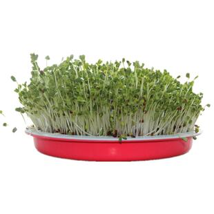 肥田萝卜种子毛苕紫花苕油菜紫云英红白三叶苜蓿种孑秋冬绿肥种籽