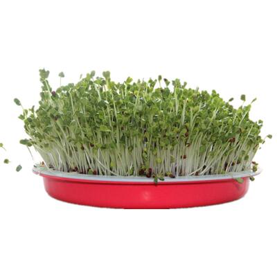 肥田萝卜籽萝卜种子大全绿肥种子