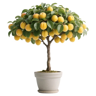 正宗蜂糖李子树苗空心李子苗