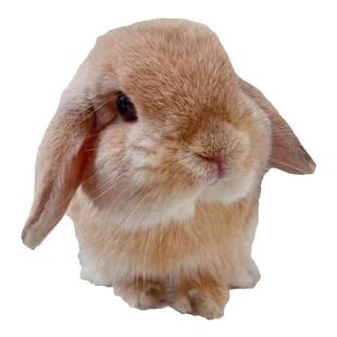 兔子活物垂耳兔小型侏儒兔长不大迷你双血统纯种荷兰兔宠物兔活体