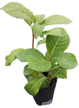 三进口大花绣球花苗盆栽 万华镜粉笔画露娜花绿艾丽丝星集4棵包邮