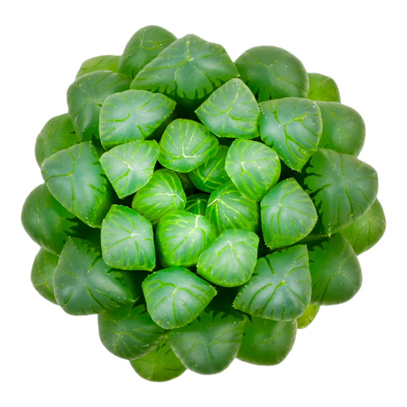 CHEM植物多肉办公室绿植桌面内微小盆栽好养活动礼品定制带盆栽好