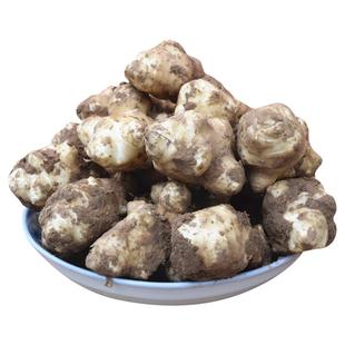 现挖生洋姜10斤新鲜鬼子姜不辣生阳姜农家蔬菜泡菜酱菜凉拌菜菊芋