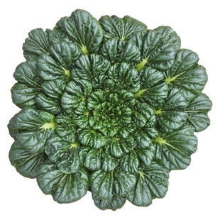 黄心乌塌菜种孑耐寒黄金卷芯菜籽白菜秋冬蔬菜种子乌塔菜青菜种籽
