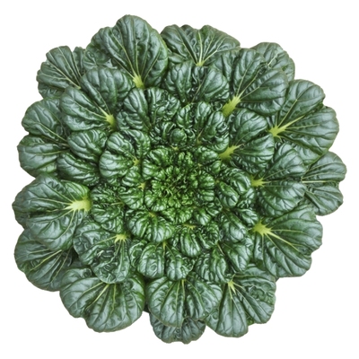 黄心乌塌菜种孑耐寒秋冬蔬菜种子