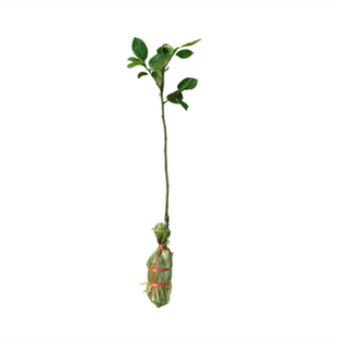 改良苗特大桂花梨子苗嫁接苗木果树苗子沙梨马山蜜梨树苗南方北方