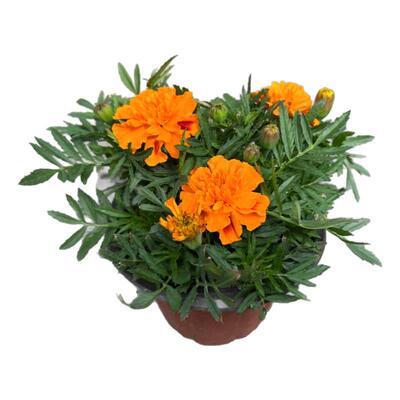 孔雀草花苗耐热庭院花园带花发货