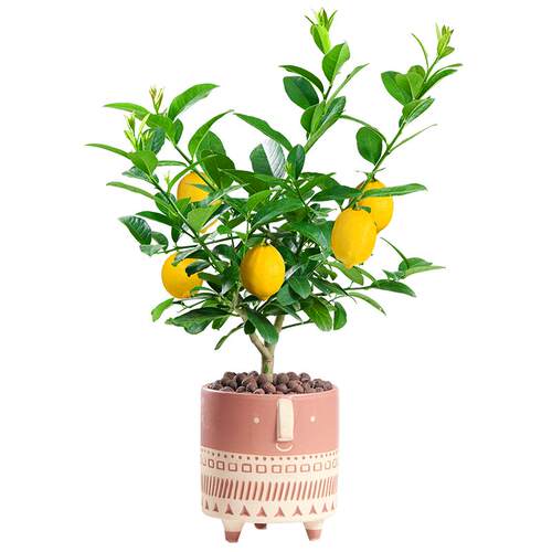 香水柠檬树盆栽可食用绿植老桩树苗花卉植物室内客厅阳台四季好养