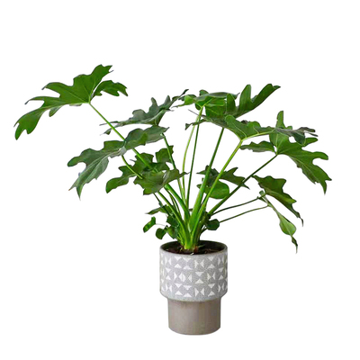 超好养的春羽蔓绿绒室内植物盆栽