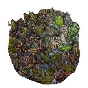 顺丰包邮广东热销过千高山稻田放养青蛙食用田鸡黑斑蛙活现杀5斤