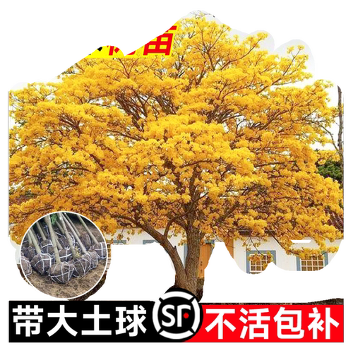 黄花风铃木树苗大树紫花盆栽别墅庭院行道四季名贵风景树绿化植物