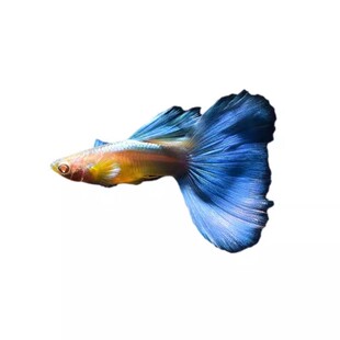 孔雀鱼鱼苗观赏鱼活体热带小型淡水好养耐活红绿灯斑马凤尾小鱼